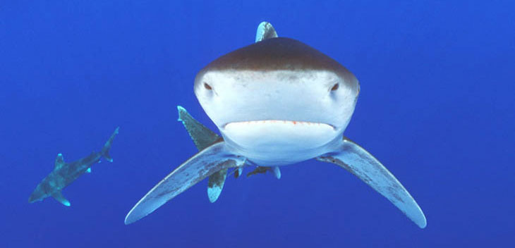 oceanic whitetip sharks